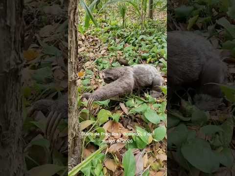 ser mulher nesse mundão não é fácil não. Tem que ser guerreira, resistente, estratégica #preguicabm