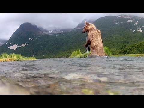 GoPro: Grizzly Eats My GoPro