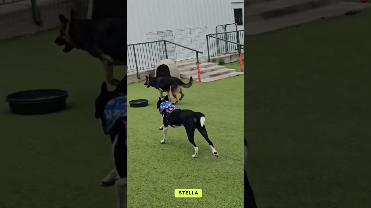 Stella (AP26-157), a Adoptable German Shepherd Dog in Peyton, CO video 6/6