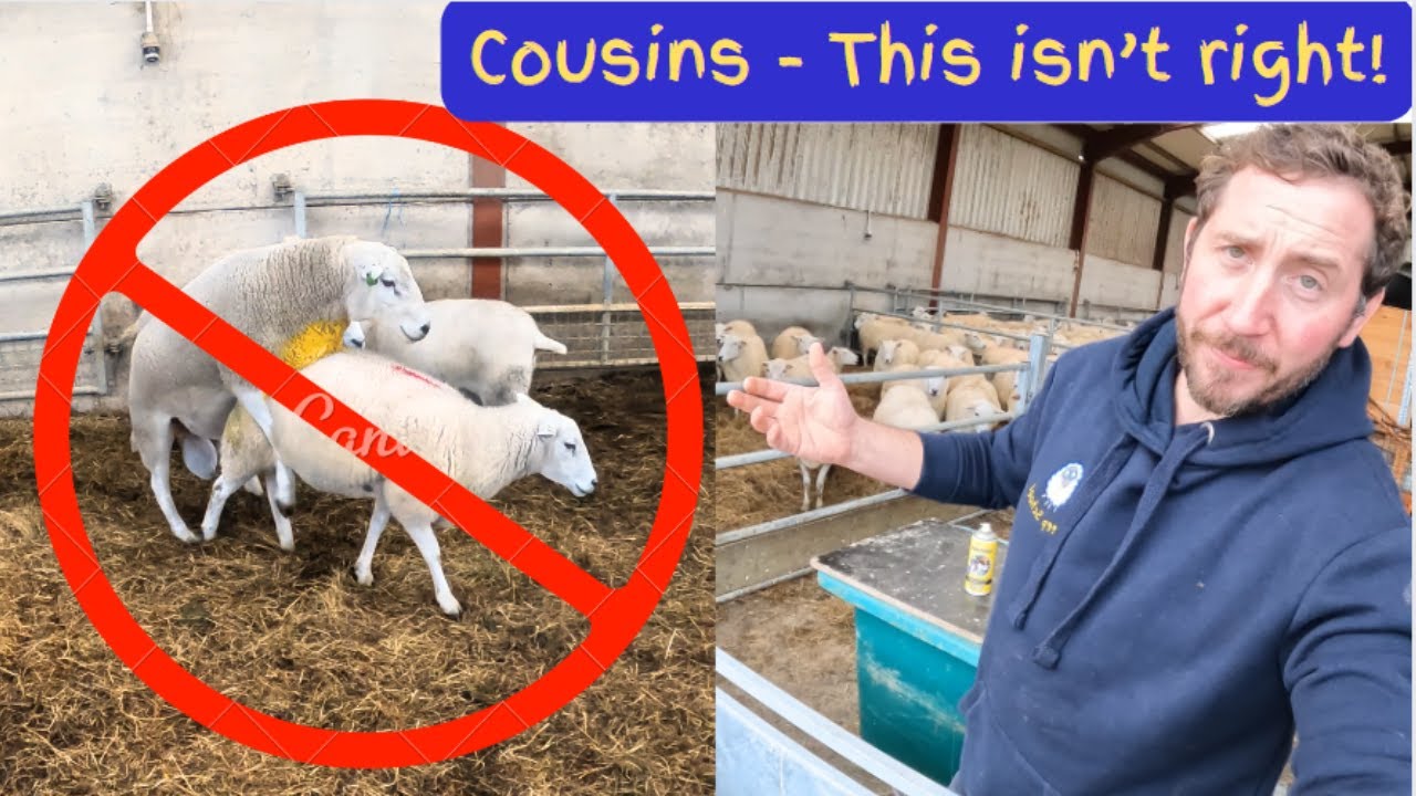 Sheep Breeding Tips: Sorting, Raddling, and INBREEDING Prevention