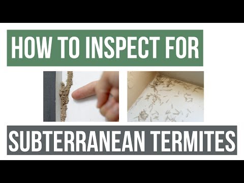 Quick Solutions: How to Inspect for Eastern Subterranean Termites