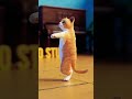 Kamariya Dole Raja Ji Song Billi Dance Funny Video