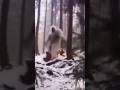 REAL YETI BIG FOOT CAUGHT ON CAMERA Shorts Yeti Bigfoot Scary Alien Strangers