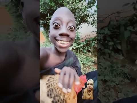 #stitch #funny #comedy #monkey #animals