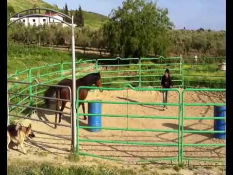 Giorgio & Shakira Audition Parelli Liberty Level 4 (PASSED!)