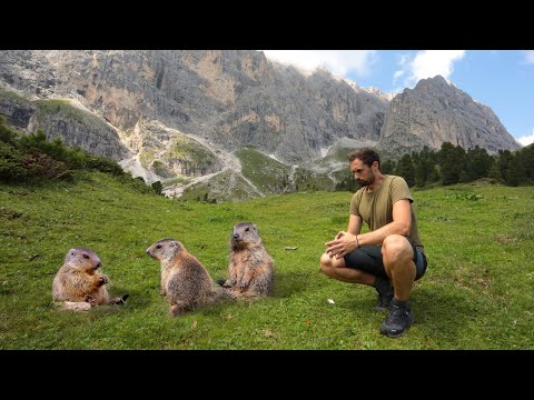 The MARMOT, sentinel of the Alps