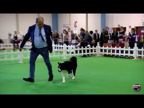 Insubria Winner Circuit 2017 - Karelian Bear Dog Specialty