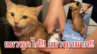 แมวพูดได้!! แมวพูดมาก!!ไม่เอา แต่นั่งให้เขาอาบจนเสร็จ
