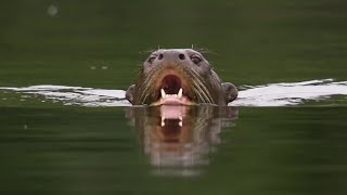 משפחת הלוטרות תוקפת את קיימן! | BBC Earth