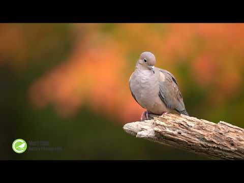 Beautiful Mourning Dove Set Against a Fall Backdrop
