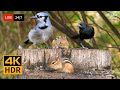 24 7 LIVE Cat TV For Cats To Watch Cute Birds Chipmunks And Squirrels 4K Cat Games HDR