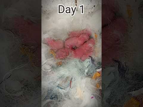 baby rabbits growth ( Day 1 to 15 ) #rabbit #bunny