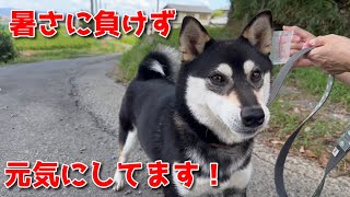 【京の柴犬】暑くてもクウちゃんは元気です！　太郎の犬モノガタリ第465話