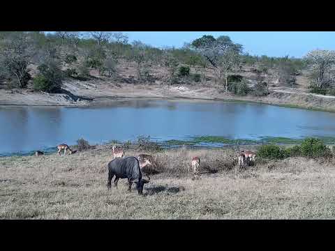 Djuma: Impalas  with Wildebeest bull - 15:38 - 09/04/2022