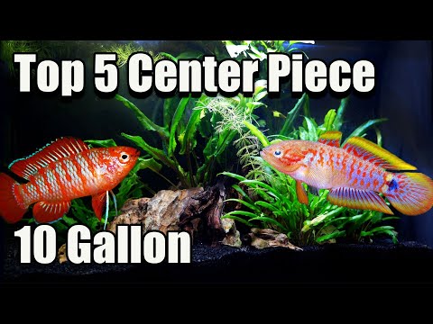 Top 5 Center Piece Fish for Your 10 Gallon Fish Tank!