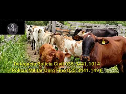O REI DO GADO CAIU! POLICIAS CIVIL E MILITAR DESBANCAM QUADRILHA EM OURO FINO.