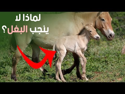 لماذا لا ينجب البغل ؟؟ والسبب وراء لعنته ؟؟ سبحان الله !!