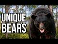 5 Of The Most Distinctive Black Bear Subspecies In North America