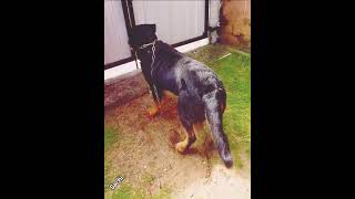 Download lagu #ඇවිදින්න යන්න තියෙන හදිස්සිය🤗🥰 ##viral #trending #love #rottweiler #song ## mp3 Download lagu #ඇවිදින්න යන්න තියෙන හදිස්සිය🤗🥰 ##viral #trending #love #rottweiler #song ## mp3