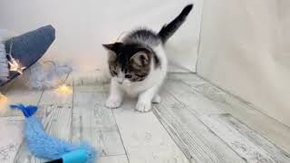 スコティッシュフォールドの動画01