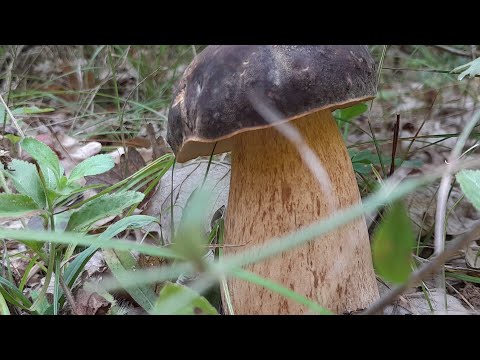 CRNI VRGANJI-BOLETUS AEREUS