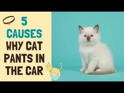 Why Does Cat Pant in the Car?