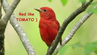 Download lagu Burung merah. Burung Tanager musim panas bernyanyi. Merah seperti tomat #CelanaPendek mp3 Download lagu Burung merah. Burung Tanager musim panas bernyanyi. Merah seperti tomat #CelanaPendek mp3