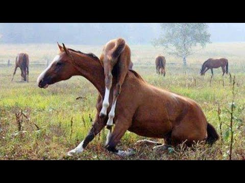 La compilation des vidéos les plus drôles de chevaux pour vous faire rire