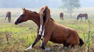 La compilation des vidéos les plus drôles de chevaux pour vous faire rire