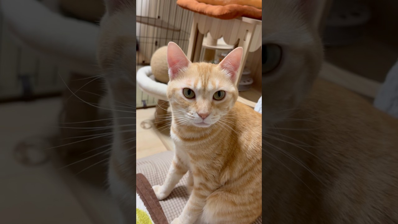 顔も声もかわいい茶トラ猫ササミ