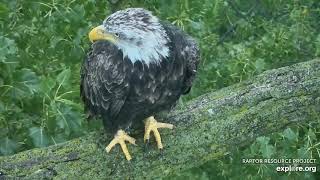 Decorah Eagles Cam   watch live footage of Bald Eagles   Explore org   Google Chrome 8 13 2019 7 22