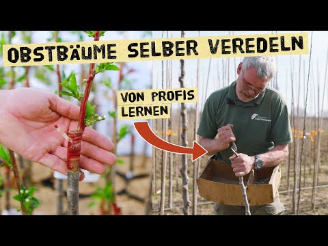 Graft fruit trees yourself and preserve old fruit varieties - Professional shows various grafting...