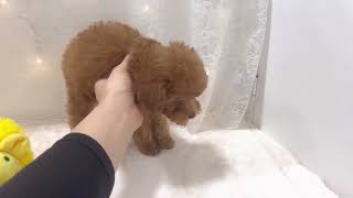 タイニープードルの動画01