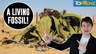 Top 10 Extremely Weird Plants