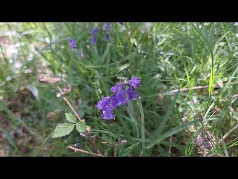 English Bluebells
