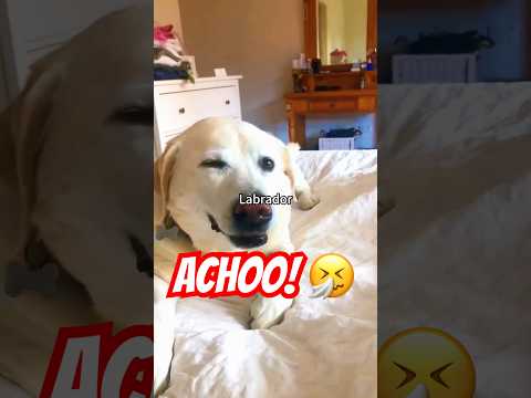 Funniest Labrador Moments Caught on Camera