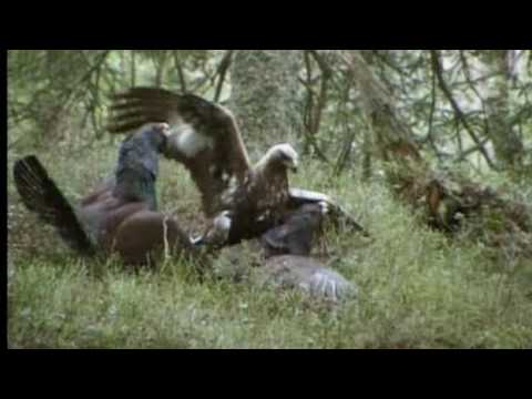 Golden Eagle versus 2 Wood Grouses