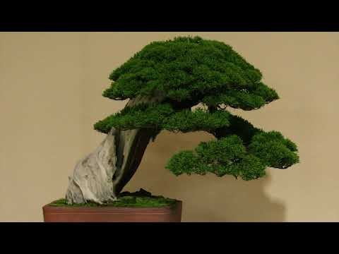 The Trophy 2021 - Tree evolution: Juniperus from Nick Rozman