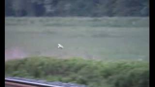 preview picture of video 'Barn Owl Hunting'