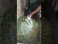Day 2 Cattle Feed Formula Silage Mineral Mixture Goldy Dairy Farm Motivation Dairyfarmming Farm