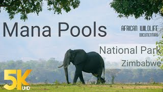 5K African Wildlife Documentary – Mana Pools National Park Zimbabwe – Short Preview