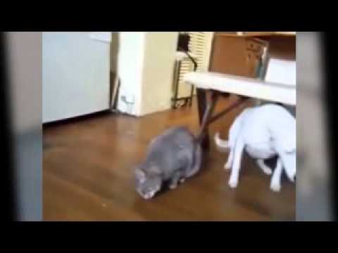 Crow Feeding a Cat and Dog - Funniest Video