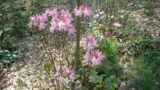 Osamu Kitajima - Mystic Whisk-Flowers in a parc