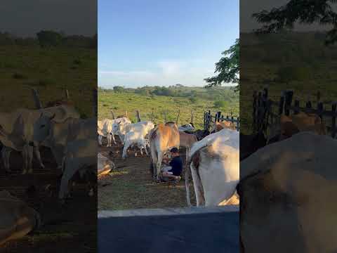 Labores de ordeño, finca Las Avispas, Villanueva Bolivar. #AntonioSerpaHerazo #Ganaderia #Campo