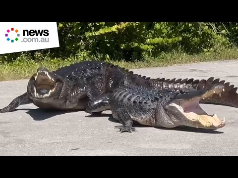 Crocodile and alligator seen battling it out on sidewalk