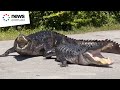 Crocodile And Alligator Seen Battling It Out On Sidewalk