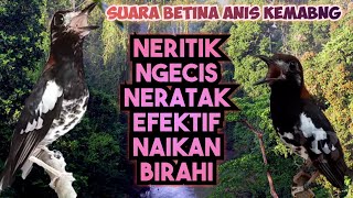 Download lagu Suara Anis kembang betina efektif naikan birahi #youtube #kicaumania #foryou  mp3