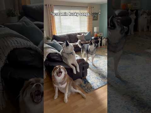 Sundays are for Screaming Husky Style 🗣️🎶🎶 #shorts #shortsvideo #howlingdog #funnydog #howling