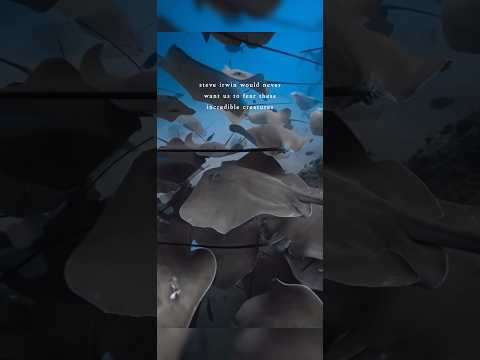 steve irwin 🌊 #ocean #beautiful #beach #viral #fyp #shorts #god #pinterest