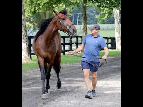 2018 Hambo Contenders -- Six Pack